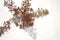 Floral abstract background. A plant with autumn seeds on a light background casts openwork shadows. View from above.