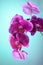 floral abstract texture blooming flowering orchidea plant