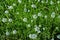 Floral alley. Alpine chickweed or alpine mouse-ear Latin: Cerastium alpinum, used in landscape design. Natural background of