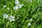 Floral alley. Alpine chickweed or alpine mouse-ear Latin: Cerastium alpinum, used in landscape design. Selective focus. Soft