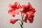 Floral arrangement, with a beautiful amaryllis flower.