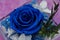 Floral arrangement. Blue Rose flower