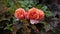 Floral arrangement of David Austin`s orange English rose Summer Song, burgundy geyhera and barberry. Computer desktop wallpaper i