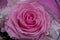 Floral arrangement. Pink Rose flower