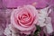 Floral arrangement. Pink Rose flower