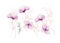 Floral arrangement watercolor painted. Field of growing pink twigs, violet poppy, hydrangea flowers, golden elements.