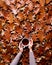 Floral autumn background. A mug of coffee in a woman`s hands on the fallen orange leaves of oak background. Hello