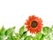 Floral autumn composition. Sunflower and branches with green leaves are on a white background. The template is decorated with