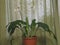 Floral background.Amazonian lily, home flower stands near the green window curtains