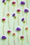 Floral background. Anemone flowers on blue