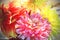 Floral background of autumn dahlias.