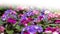 Floral background backdrop, many blossom blooming Saintpaulia violet in flower pots, purple lilac fresh natural flowers. White