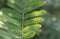 Floral background. A beautiful acacia leaf on the left of the frame.