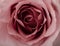 Floral background with beautiful gentle pink rose close up. Fresh rose macro