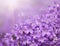 Floral background with Beautiful purple snowdrops