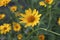 Floral background.Beautiful yellow doronicum flower close-up.