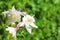 Floral background. Blooming columbine of white color on a green