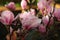 Floral background, blooming magnolia in the garden, bokeh