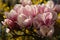 Floral background, blooming magnolia in the garden, bokeh