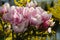 Floral background, blooming magnolia in the garden, bokeh