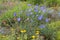 Floral background with blooming rock plants, weeds and blue flax flowers