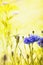 Floral background with blue cornflowers on synny yellow background