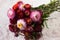 Floral background. Bouquet of pink and red flowers of Xerochrysum bracteatum Helichrysum bracteatum, close-up. Background, dry