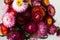 Floral background. Bouquet of pink and red flowers of Xerochrysum bracteatum Helichrysum bracteatum, close-up. Background, dry