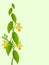 Floral background with branch vanilla planifolia on a green background.