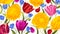 Floral background with bright spring May flowers. Yellow Ranunculus and colorful Tulips.