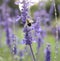 Floral Background bumblebee eating purple flowers