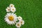 Floral background camomile outdoors