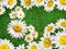 Floral background camomile in the summer