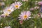 Floral background with canarian marguerite daisy