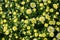 Floral background. A carpet of white and yellow small chrysanthemums. Flowers and unblown buds