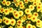 Floral background. A carpet of yellow small chrysanthemums with a red core. Flowers and unblown buds