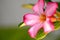 Floral background. Close up of Tropical flower Pink Adenium