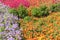 Floral background. Colorful flower bed in city design