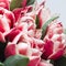 Floral background with copy space. Flowers in bloom. Close up details of  tulips. A bunch of pink tulip.Floral greeting card