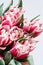 Floral background with copy space. Flowers in bloom. Close up details of tulips. A bunch of pink tulips.Floral greeting card.
