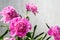 Floral background with copyspace. Pink peony flowers, selective focus