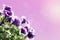 Floral background decoration purple and pink flowers Petunias