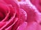 Floral background. Floral pattern. Flowers in water. Flower background. Red rose petals and water drops closup, macro