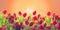 Floral background.flower border. many flowers of red tulips orange sunset background close-up