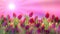 Floral background.flower border. many flowers of red tulipspink sunset background close-up