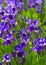 Floral background flowers irises. irises background