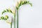 Floral background. Freesia flowers on a white background.