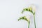 Floral background. Freesia flowers on a white background.