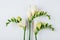 Floral background. Freesia flowers on a white background.