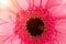 Floral background, gerbera close-up in the rays of the sun